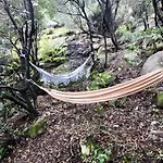Liliekaena *